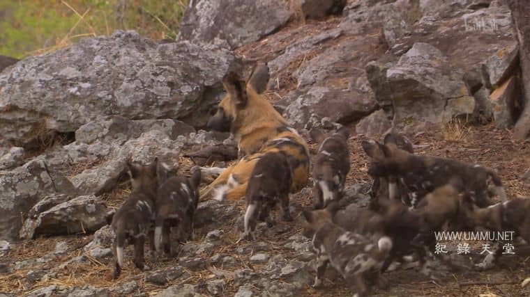 群狗逐狮 Dogs in the Land of Lions插图6