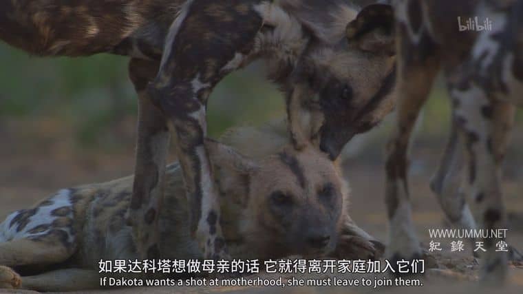 群狗逐狮 Dogs in the Land of Lions插图7
