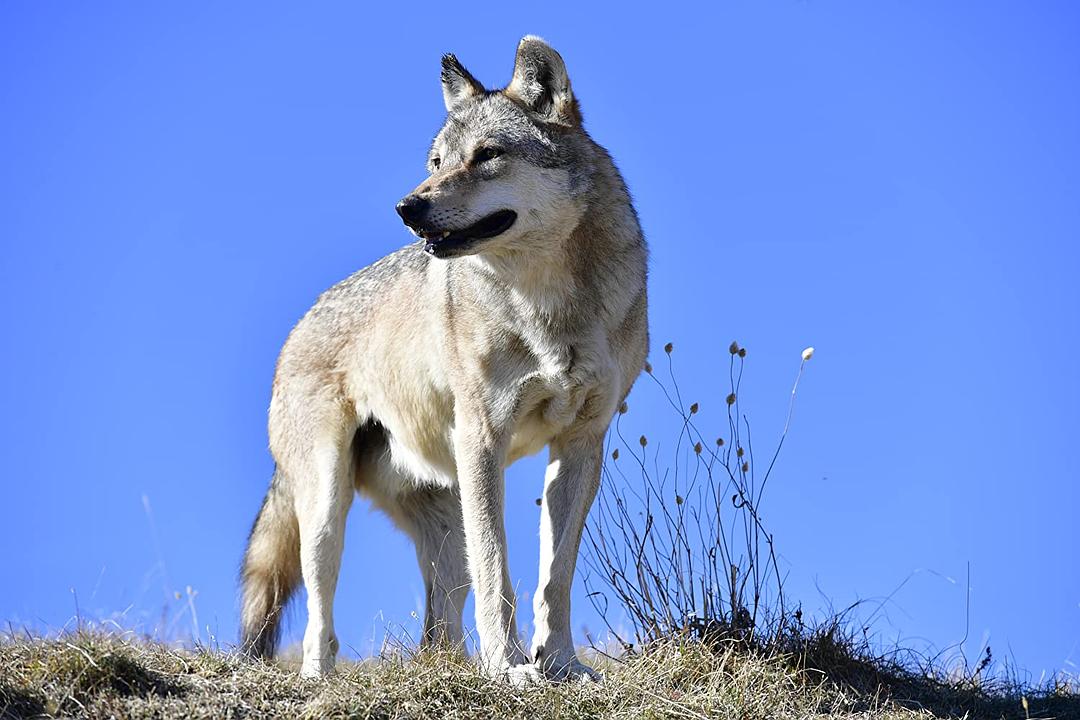 狼之旅 L’Odyssée du Loup插图1