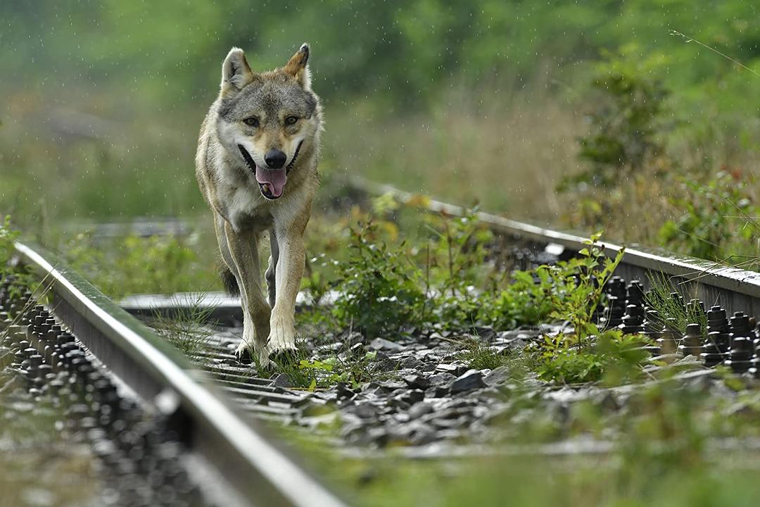 狼之旅 L’Odyssée du Loup插图2