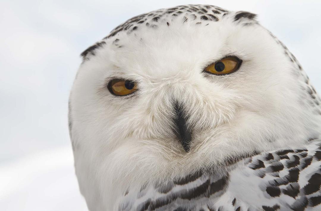 地球四季 Les saisons插图1