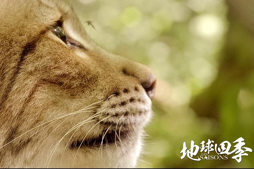 地球四季 Les saisons插图2