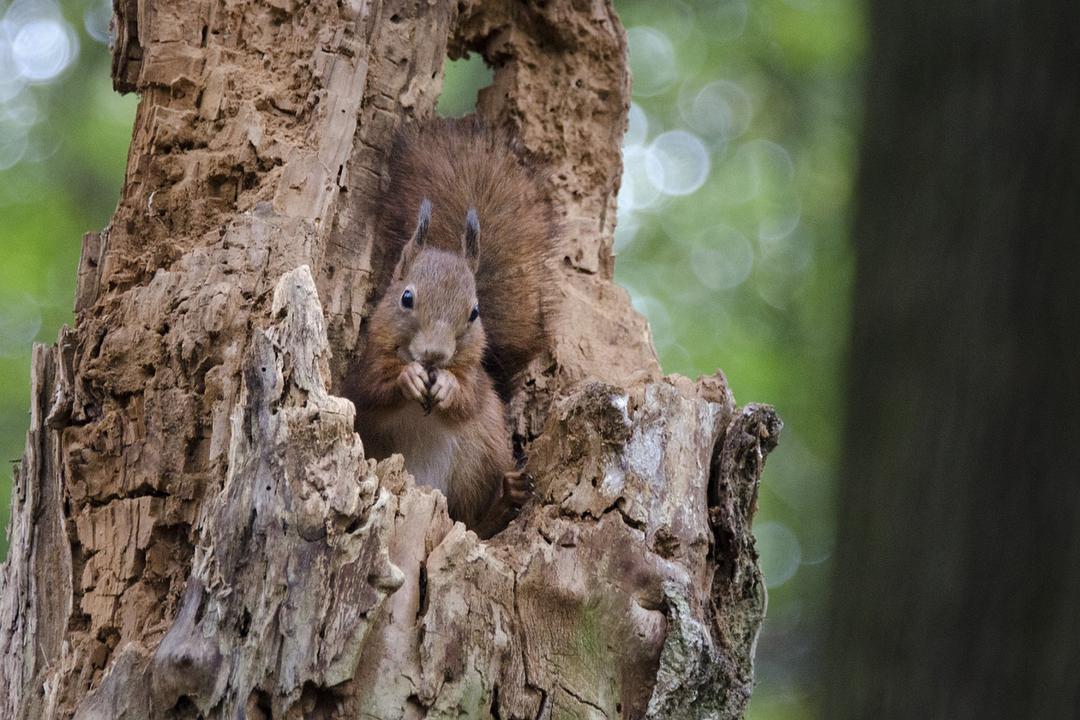 地球四季 Les saisons插图3