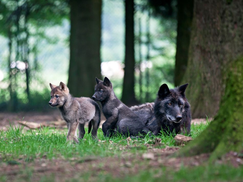 地球四季 Les saisons插图5