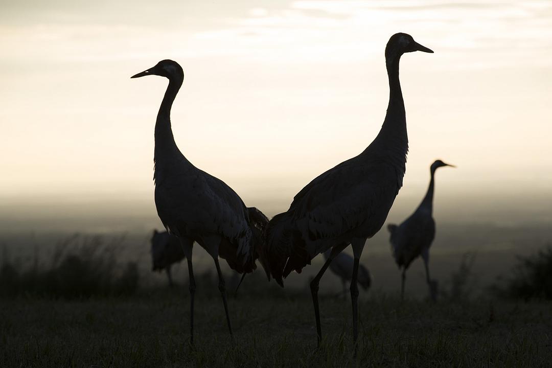 地球四季 Les saisons插图7