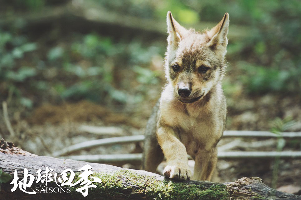 地球四季 Les saisons插图8