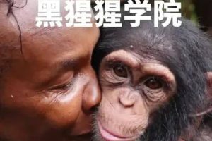 黑猩猩学院 Chimp School