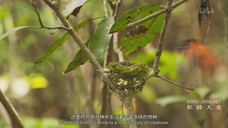 黑猩猩学院 Chimp School插图1