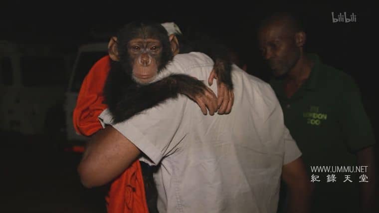 黑猩猩学院 Chimp School插图2