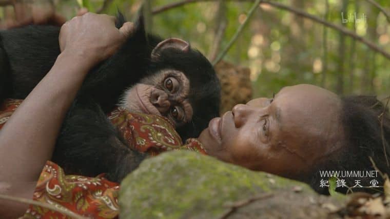 黑猩猩学院 Chimp School插图3