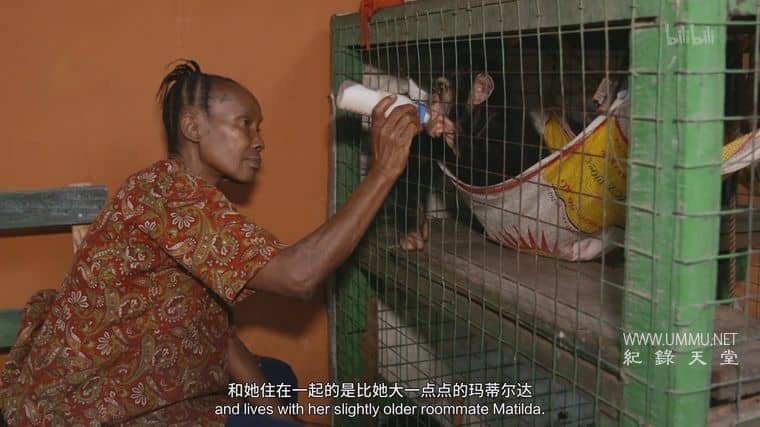 黑猩猩学院 Chimp School插图4