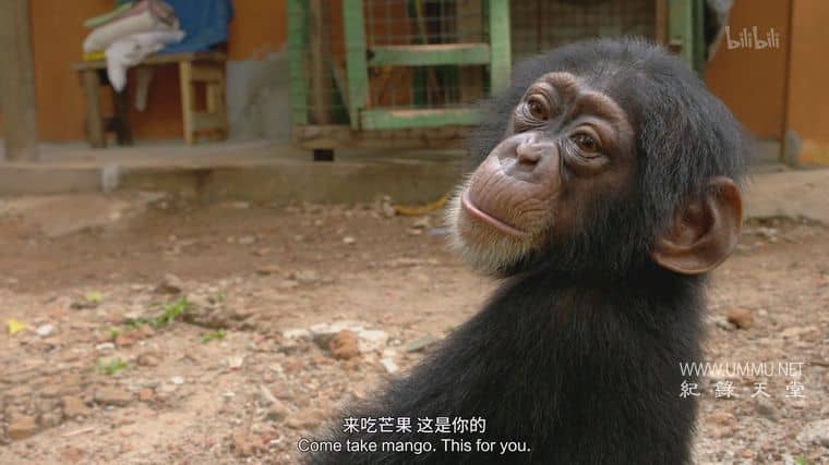 黑猩猩学院 Chimp School插图7
