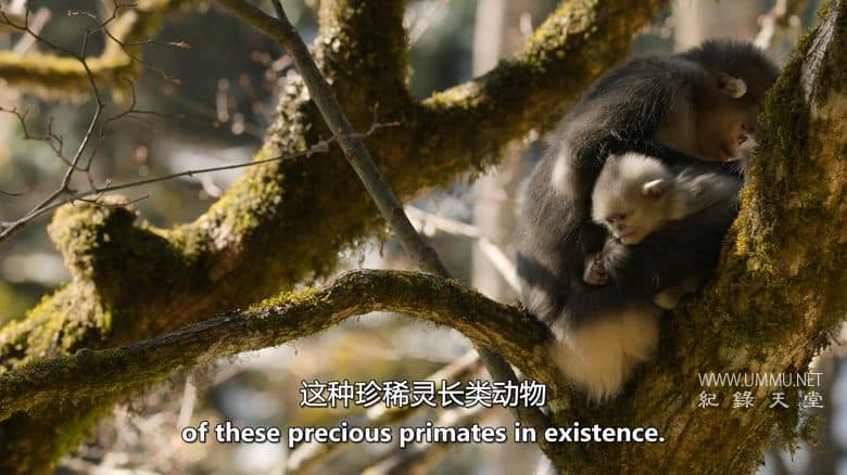 中国：自然古国 China：Nature's Ancient Kingdom插图3