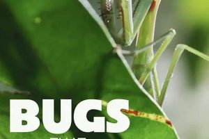 虫临天下 Bugs That Rule the World