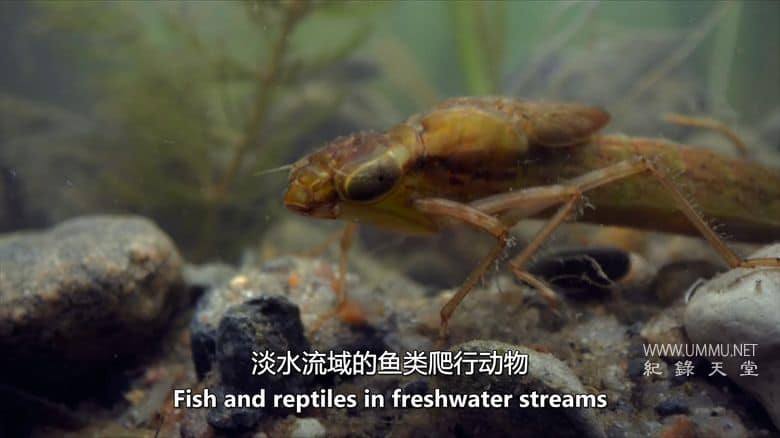 虫临天下 Bugs That Rule the World插图2