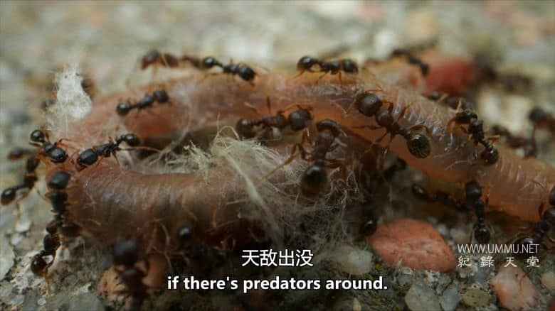 虫临天下 Bugs That Rule the World插图3