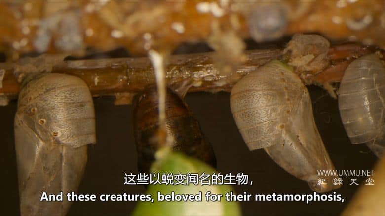 虫临天下 Bugs That Rule the World插图4