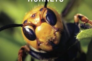 大黄蜂杀手 The Killer Hornets