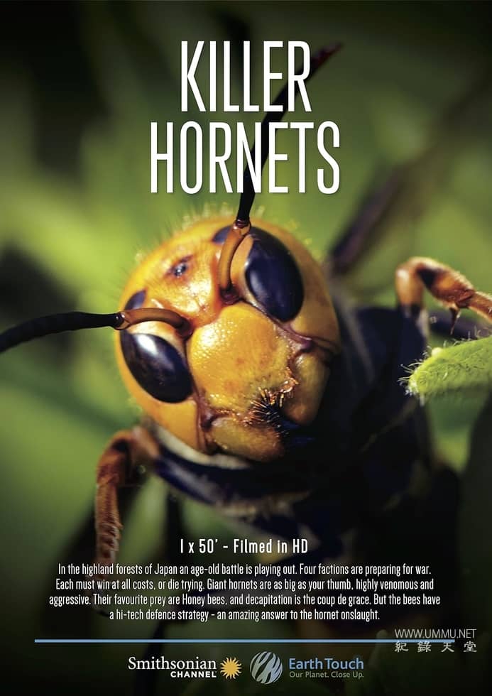 大黄蜂杀手 The Killer Hornets插图