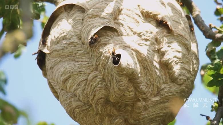 大黄蜂杀手 The Killer Hornets插图1