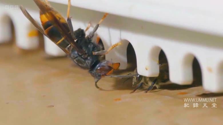 大黄蜂杀手 The Killer Hornets插图2