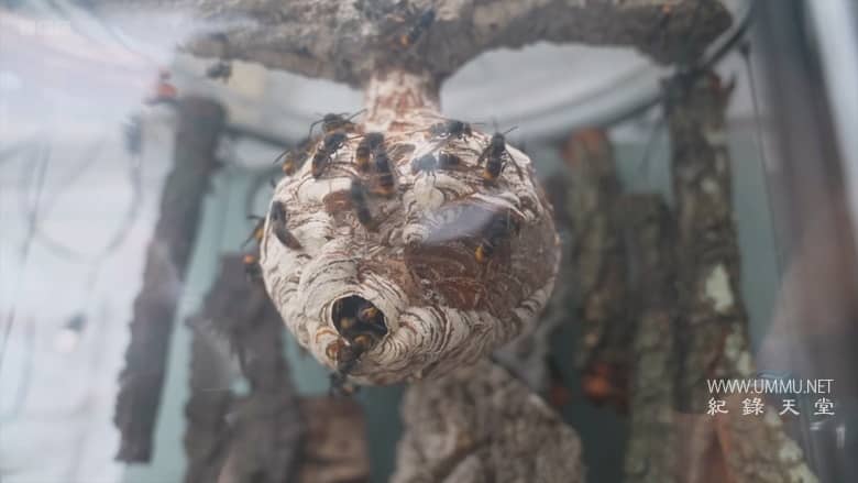 大黄蜂杀手 The Killer Hornets插图3