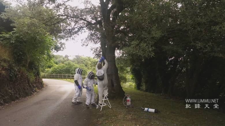 大黄蜂杀手 The Killer Hornets插图5