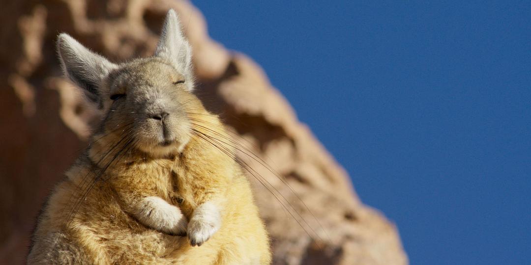 地球脉动 第二季 Planet Earth Season 2插图1