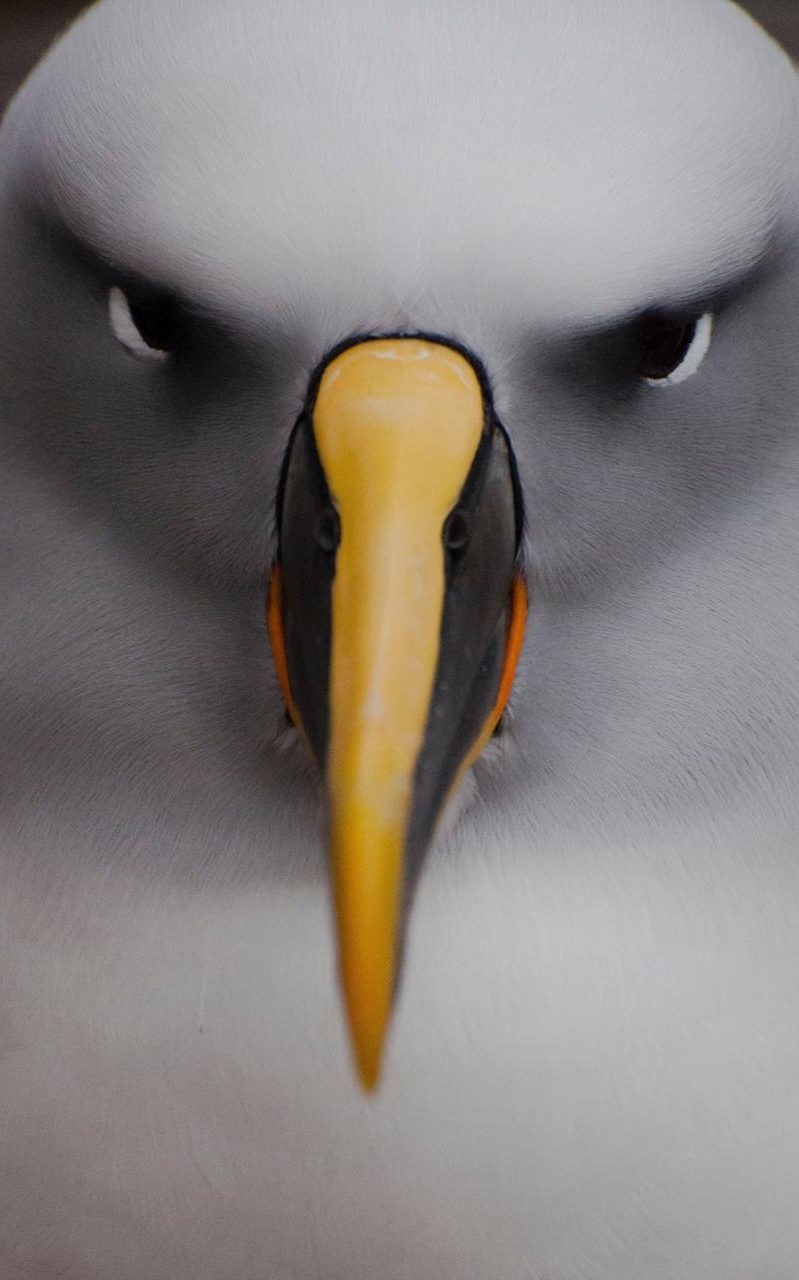 地球脉动 第二季 Planet Earth Season 2插图2