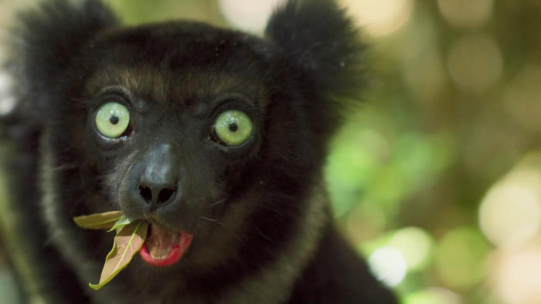 地球脉动 第二季 Planet Earth Season 2插图11