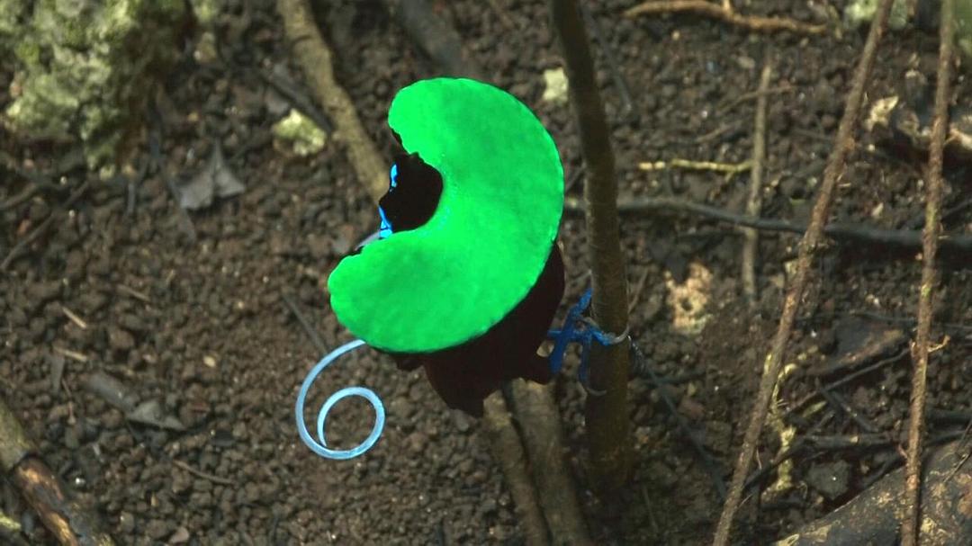 地球脉动 第二季 Planet Earth Season 2插图12