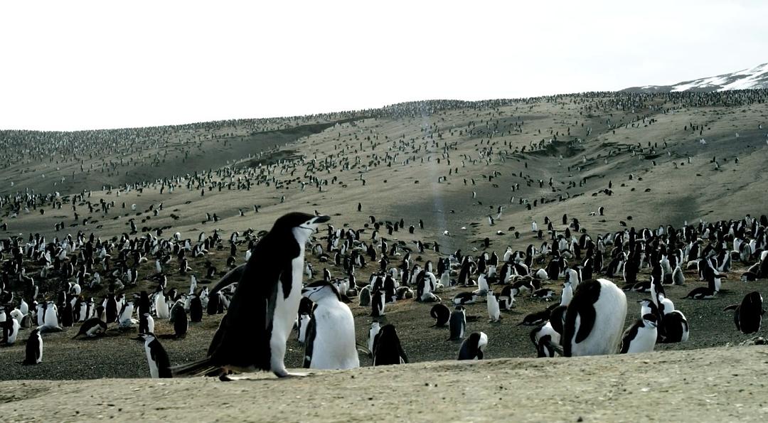 地球脉动 第二季 Planet Earth Season 2插图13