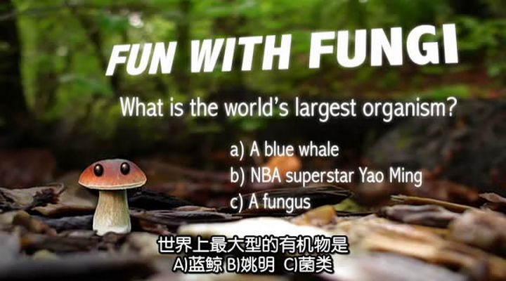 了解你的蘑菇 Know Your Mushrooms插图1