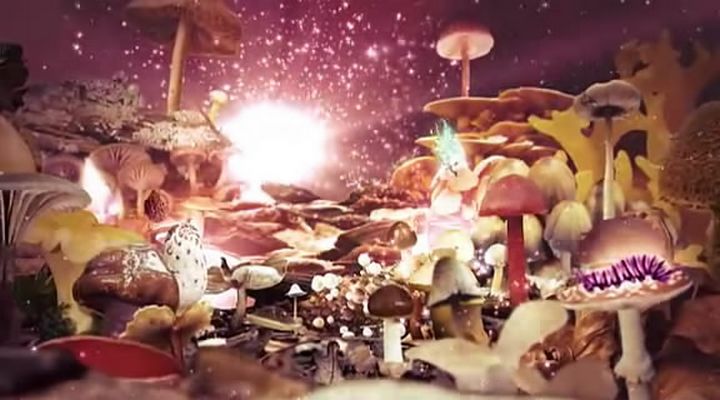 了解你的蘑菇 Know Your Mushrooms插图4