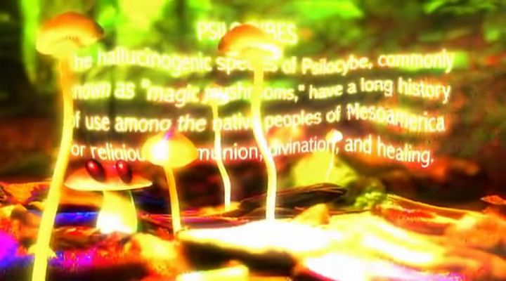 了解你的蘑菇 Know Your Mushrooms插图5