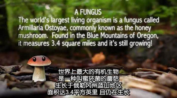 了解你的蘑菇 Know Your Mushrooms插图6