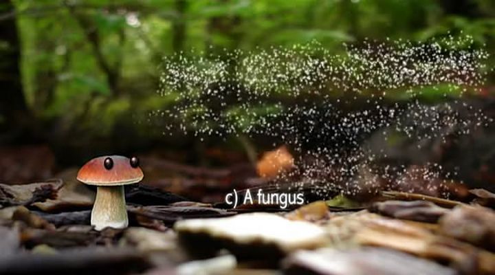 了解你的蘑菇 Know Your Mushrooms插图7