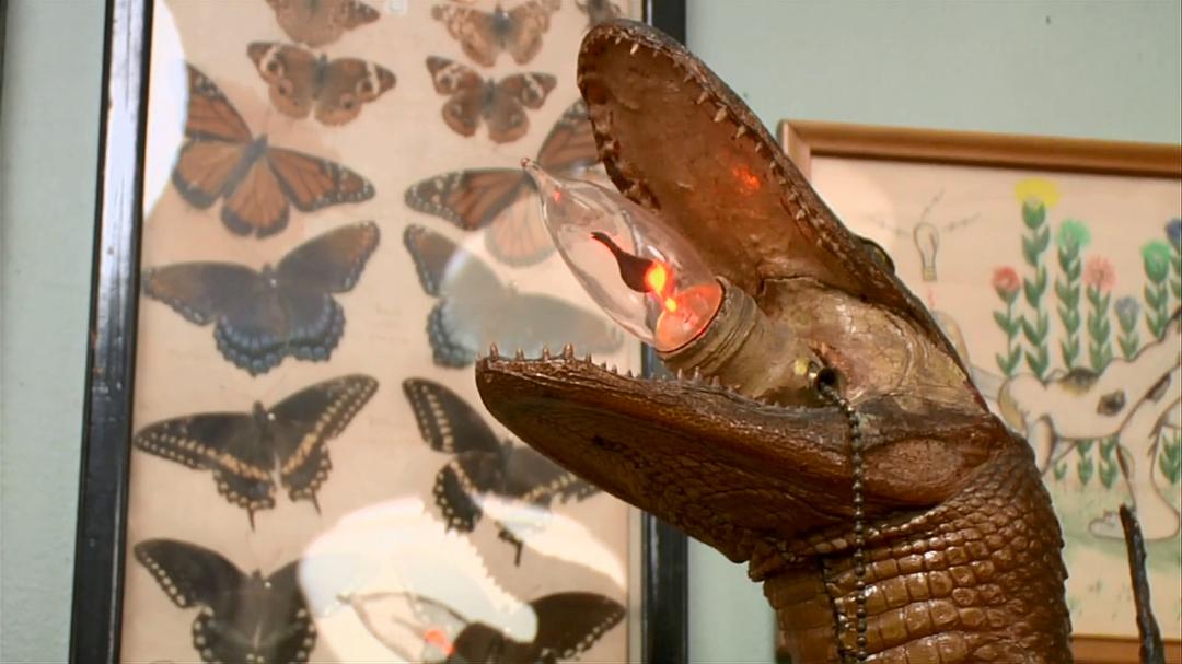 奇异世界 第一季 Discovery Channel: Oddities Season 1插图1