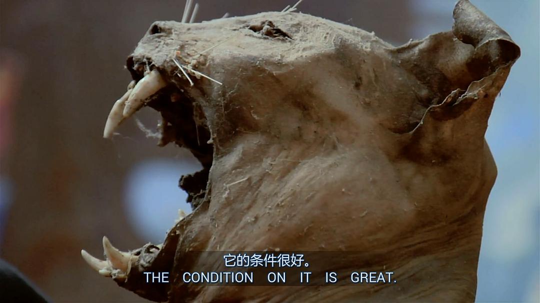 奇异世界 第一季 Discovery Channel: Oddities Season 1插图11