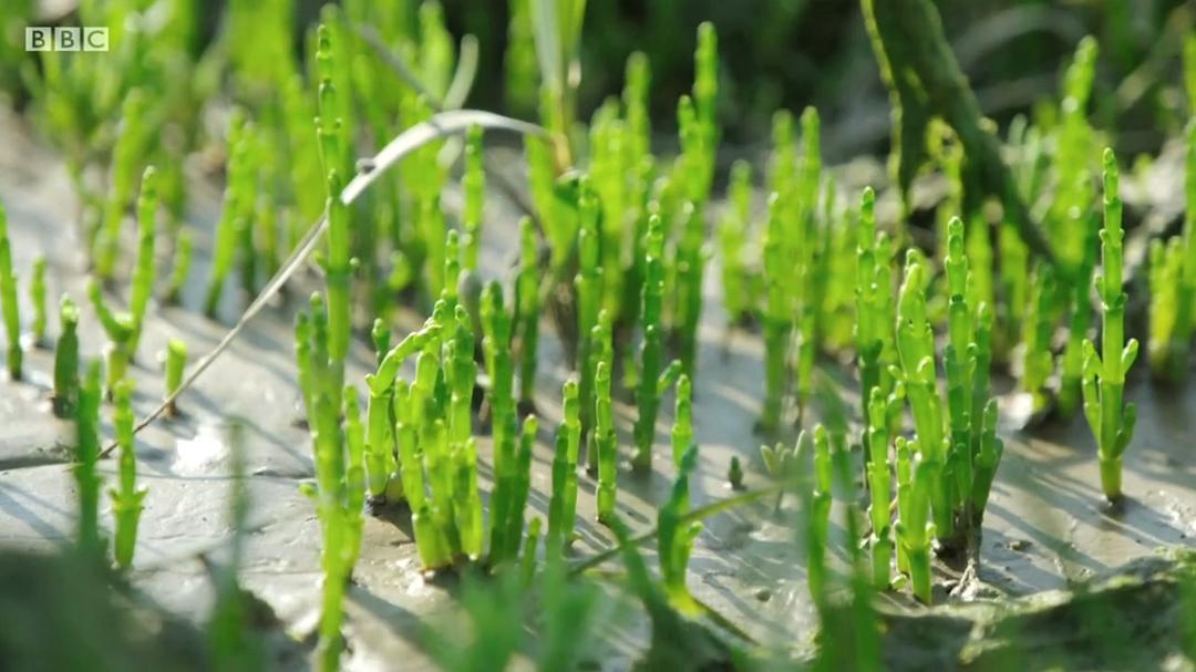 里克·斯坦的秘密法国 Rick Stein's Secret France插图13