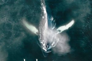 鲸鱼和乌鸦 The Whale and the Raven