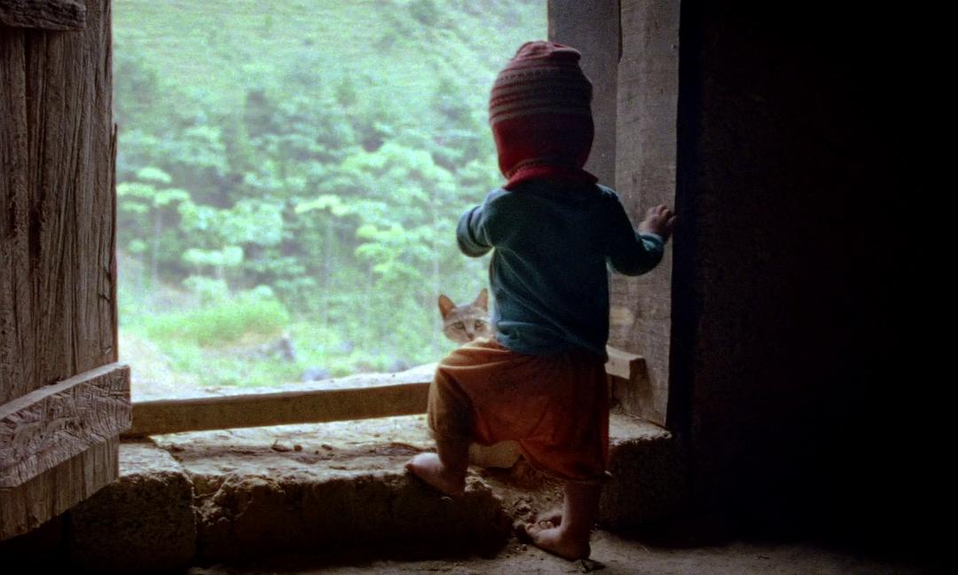 树房子 Nhà Cây插图6