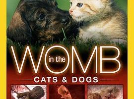 子宫日记：动物篇 Animals in the Womb
