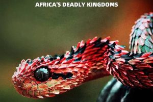 非洲致命国度 Africa's Deadly Kingdom