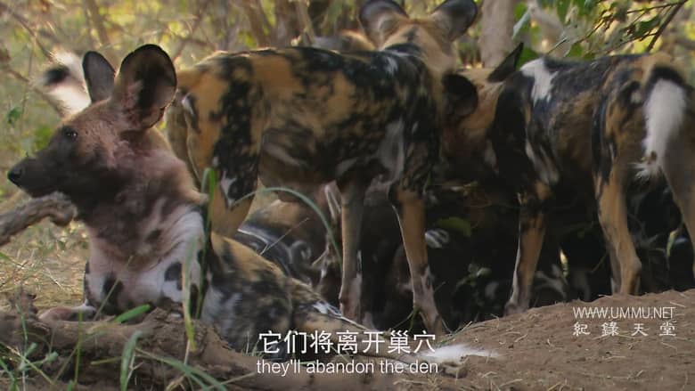 非洲致命国度 Africa's Deadly Kingdom插图3