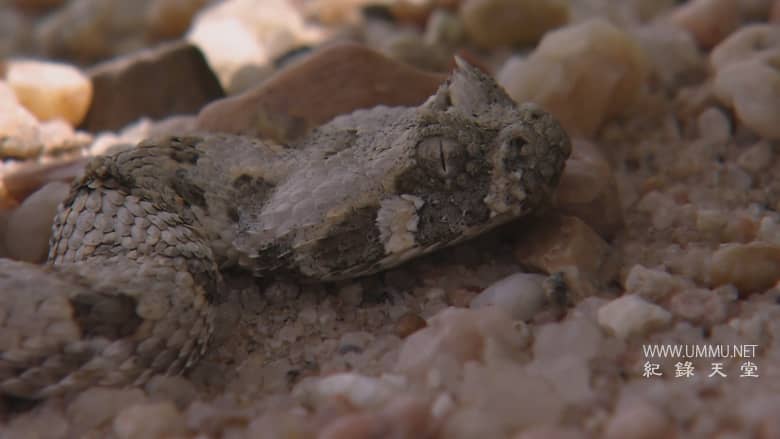 非洲致命国度 Africa's Deadly Kingdom插图4