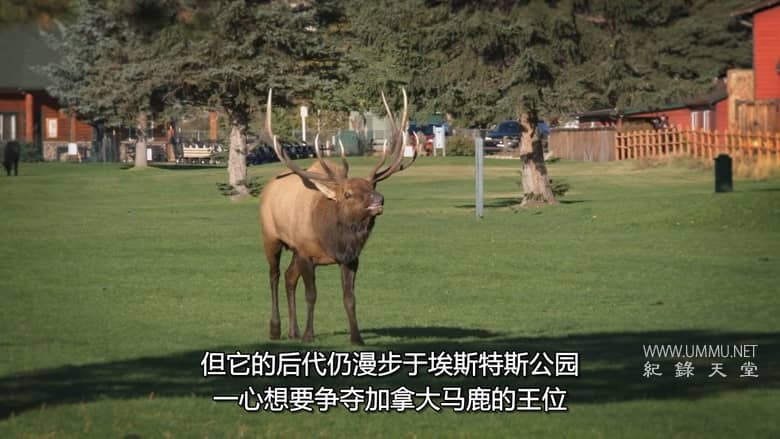 美国动物百科 United States of Animals插图1