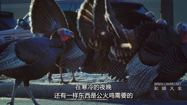 美国动物百科 United States of Animals插图2