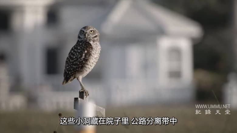 美国动物百科 United States of Animals插图3