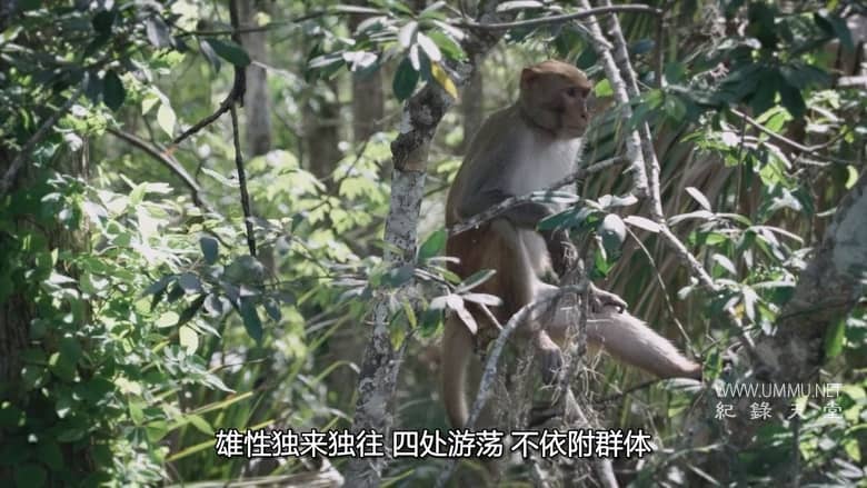 美国动物百科 United States of Animals插图4